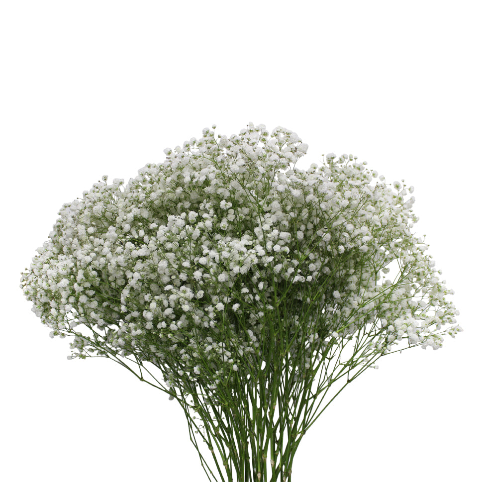 Baby Breath Xlence - White - Ecuador