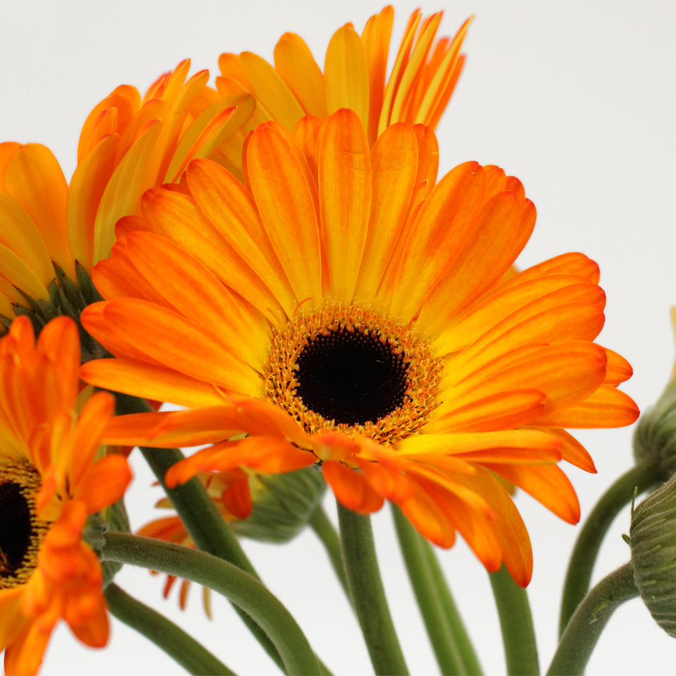 Gerbera Two Tone - Malaysia