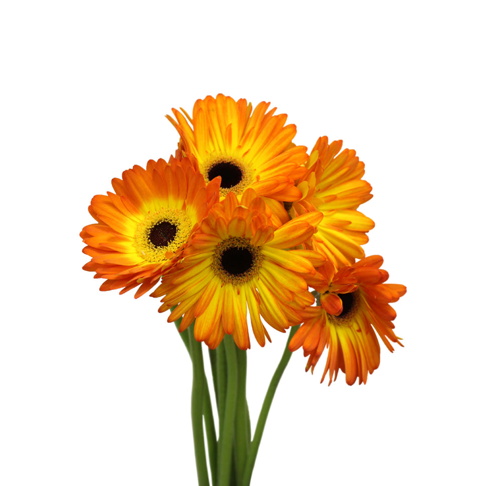 Gerbera Two Tone - Malaysia