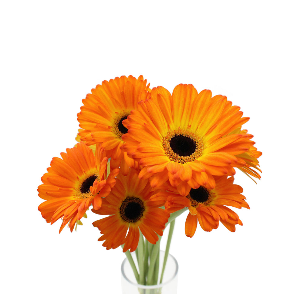 Gerbera Two Tone - Malaysia