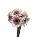 Gerbera Two Tone - Malaysia