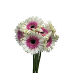 Gerbera Two Tone - Malaysia