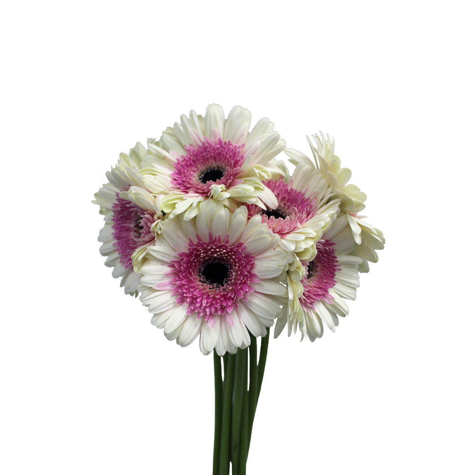 Gerbera Two Tone - Malaysia