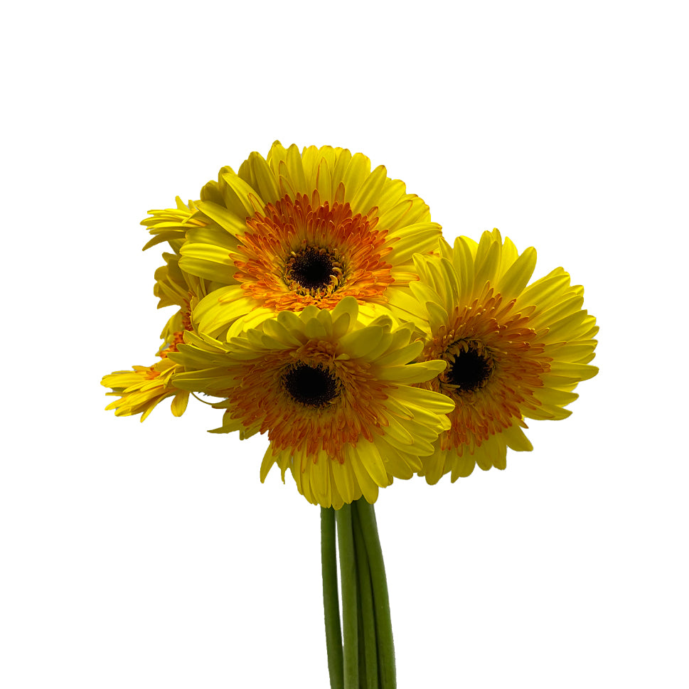 Gerbera Two Tone - Malaysia