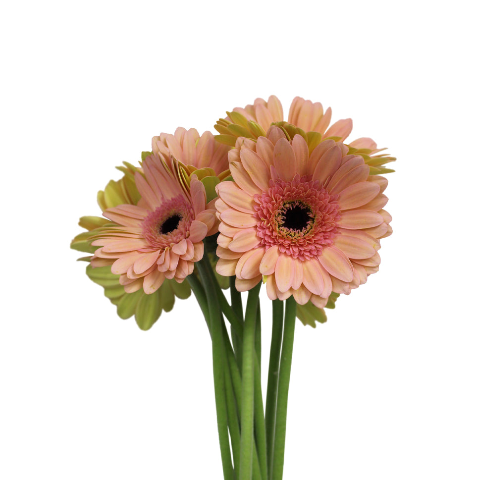 Gerbera - Malaysia