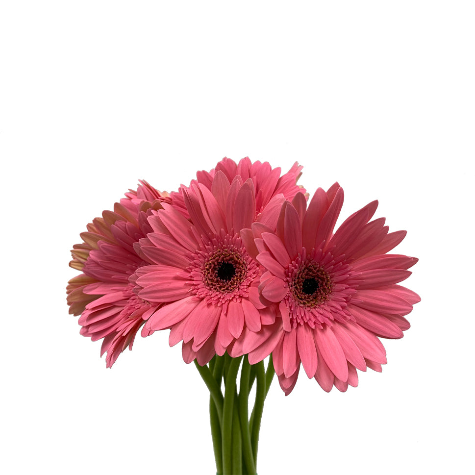 Gerbera - Malaysia