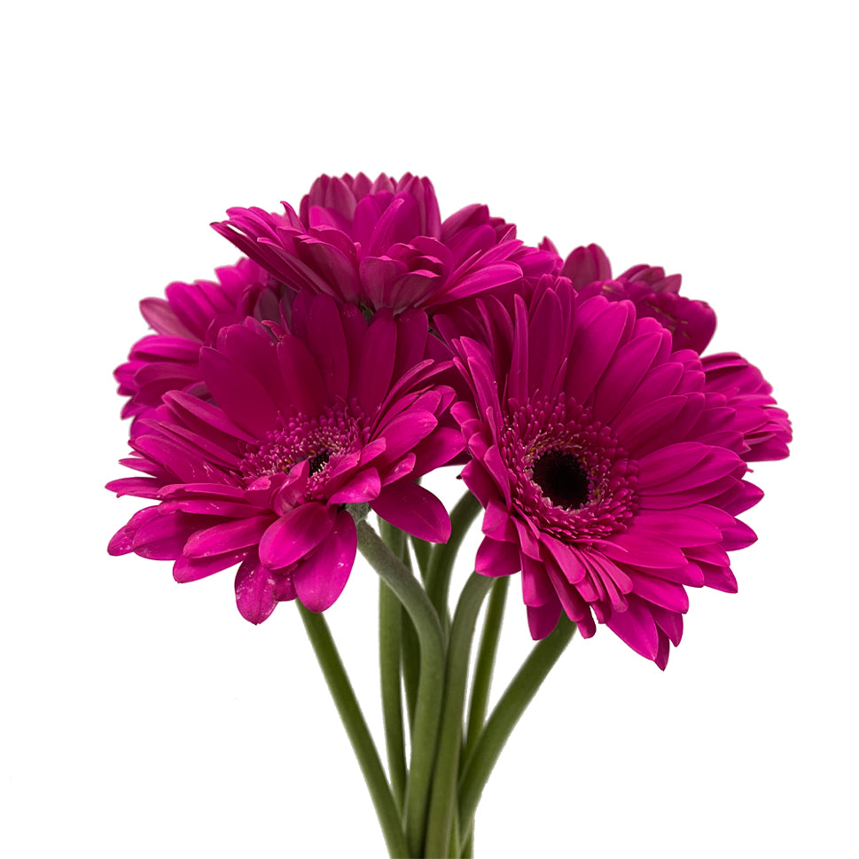 Gerbera - Malaysia