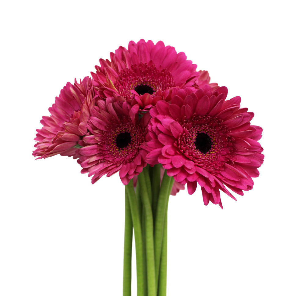 Gerbera - Malaysia