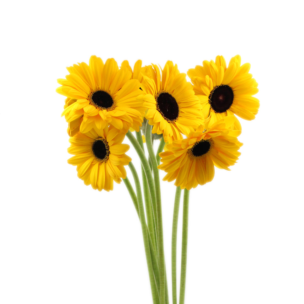 Gerbera - Malaysia