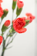 Carnation Spray - Vietnam