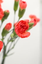 Carnation Spray - Vietnam