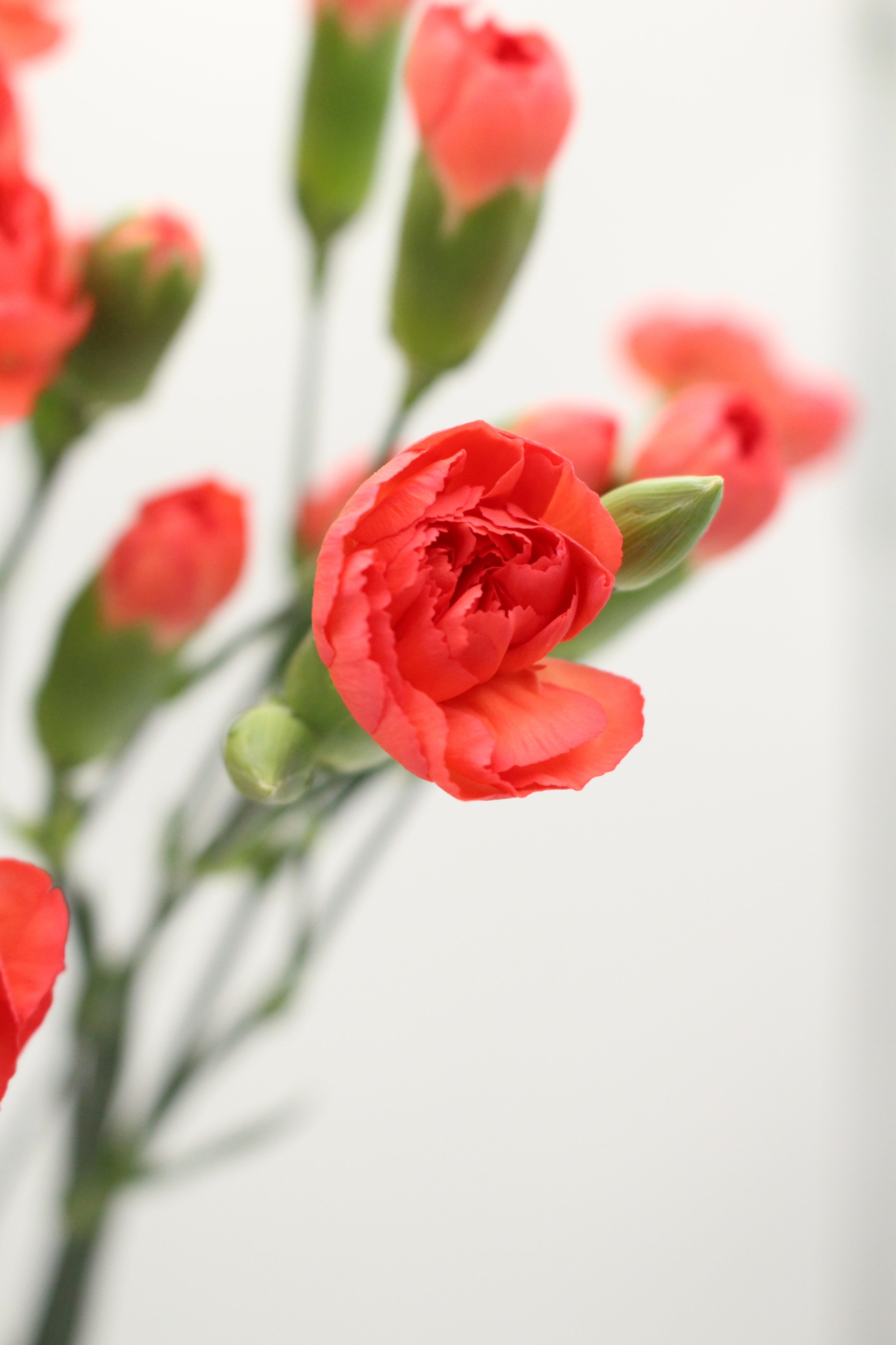 Carnation Spray - Vietnam