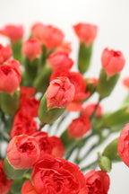 Carnation Spray - Vietnam