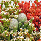 Cape Mix - South Africa