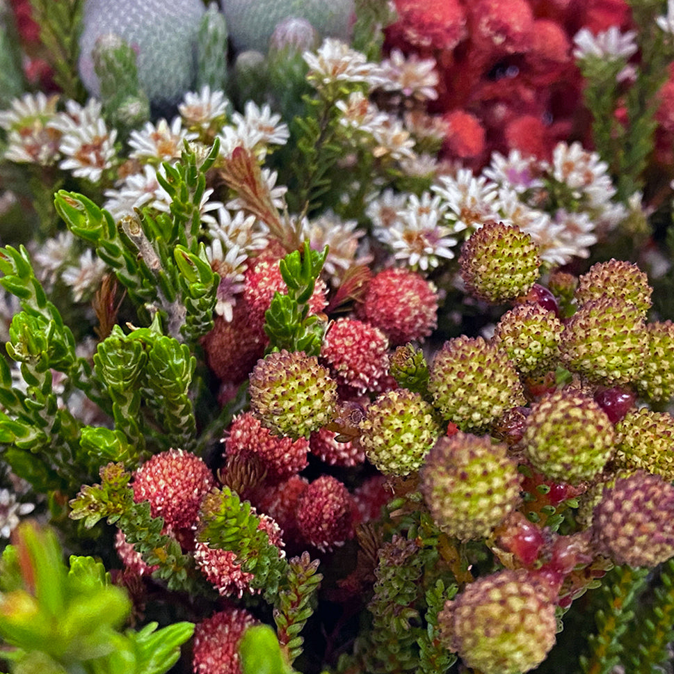 Cape Mix - South Africa
