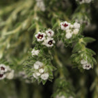 Cotton Bush - South Africa