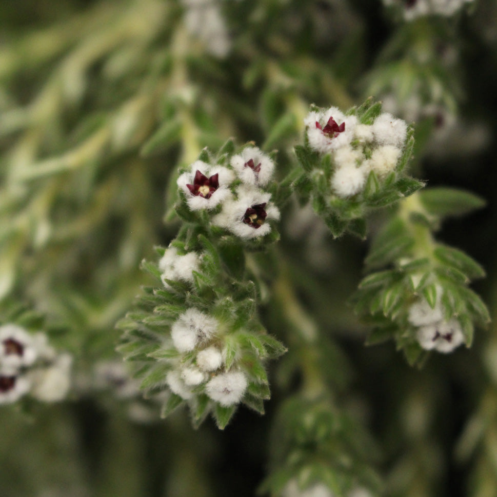Cotton Bush - South Africa