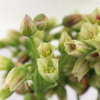 Allium Siculum - Holland