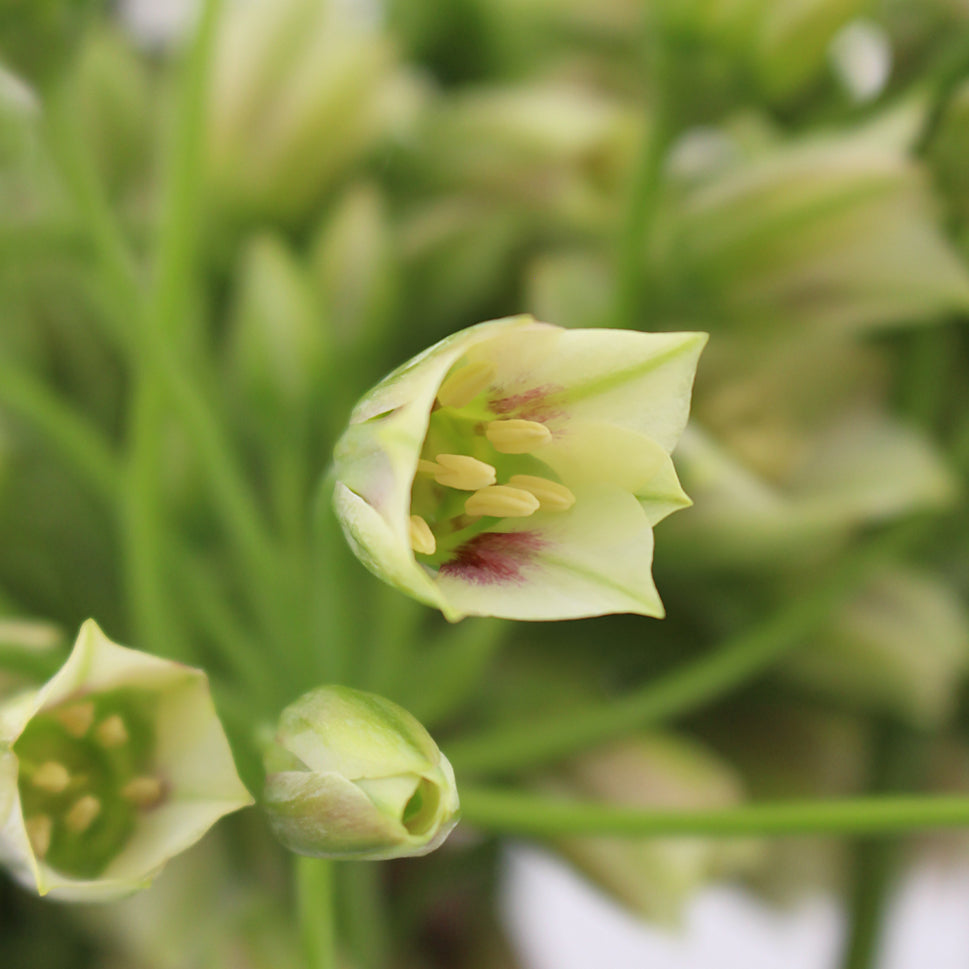 Allium Siculum - Holland