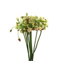 Allium Siculum - Holland