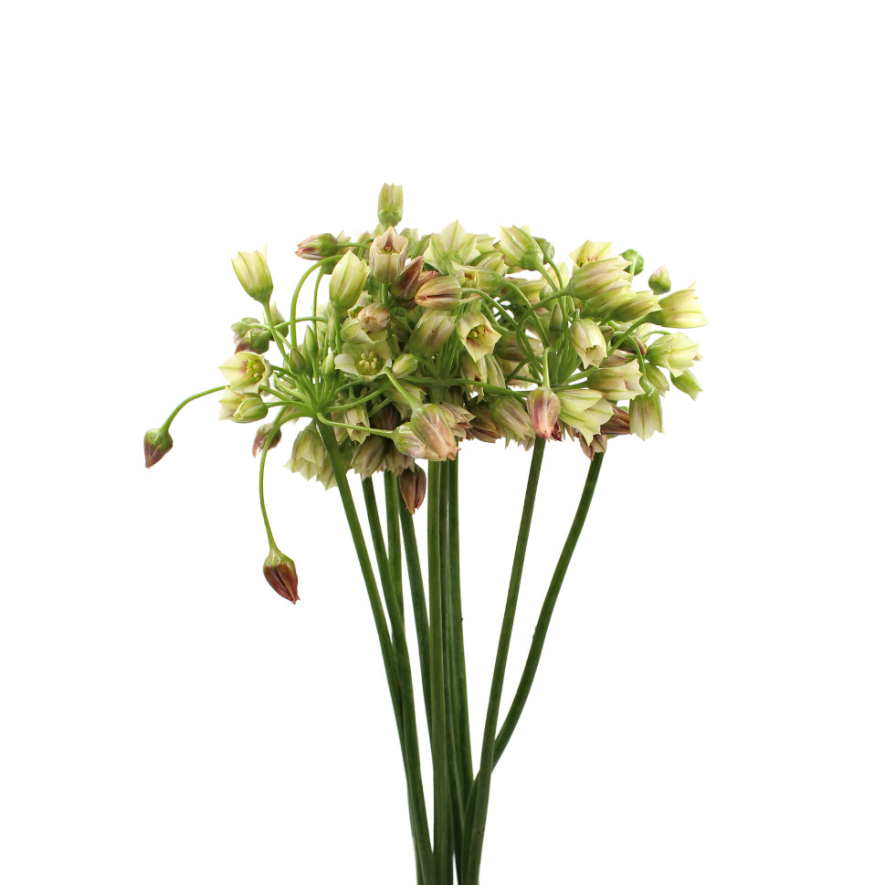 Allium Siculum - Holland