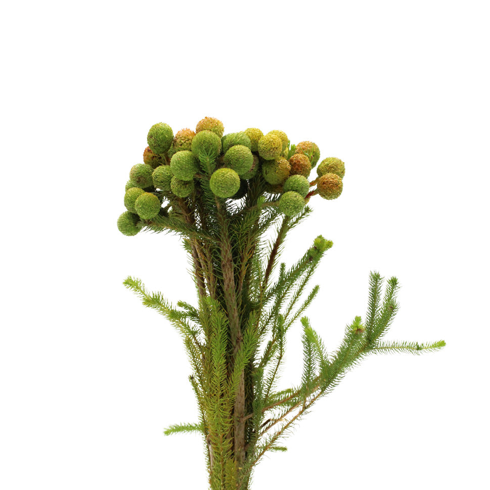 Berzelia Galpinii - South Africa