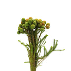 Berzelia Galpinii - South Africa