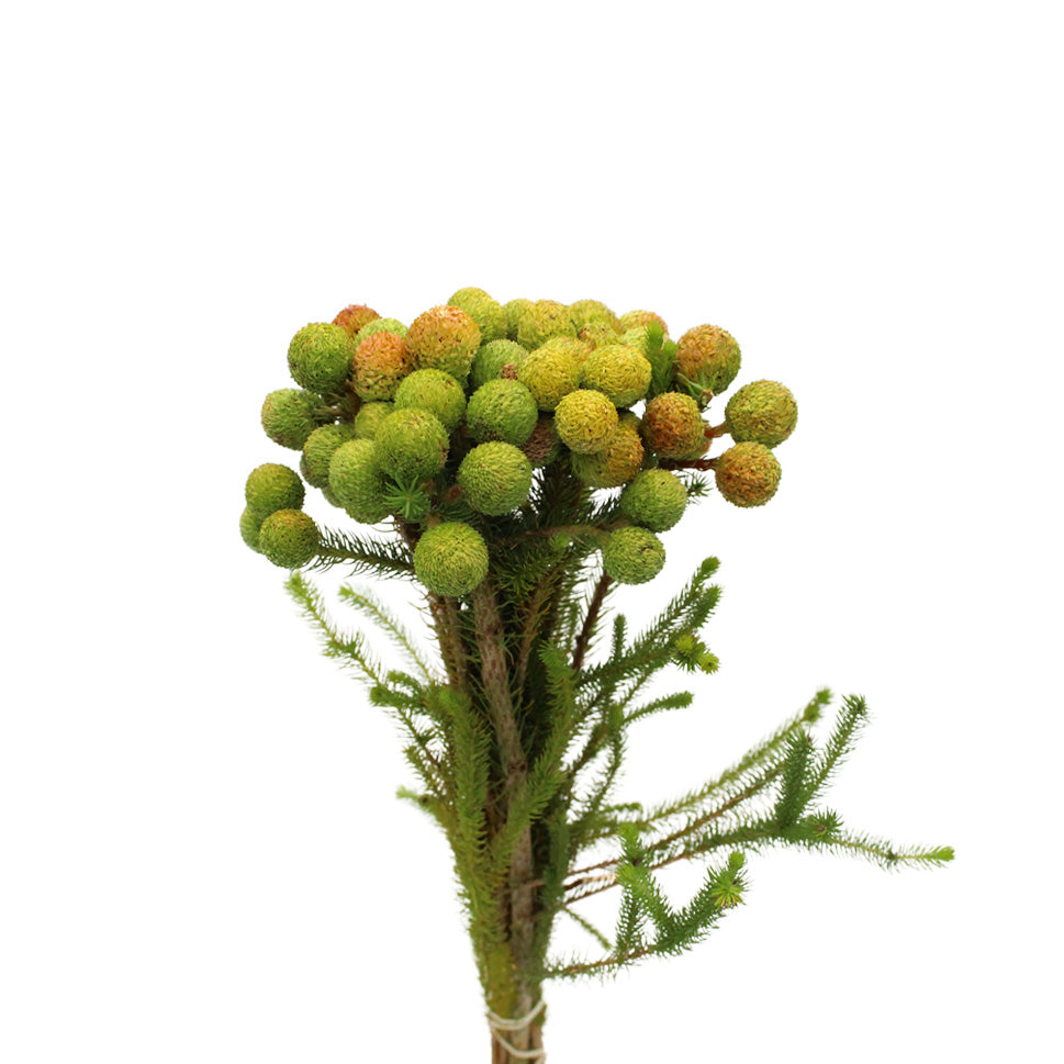 Berzelia Galpinii - South Africa
