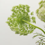 Ammi Maju - Holland