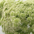 Ammi Maju - Holland