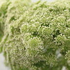 Ammi Maju - Holland