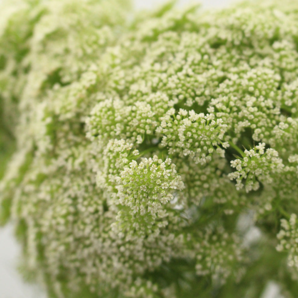 Ammi Maju - Holland