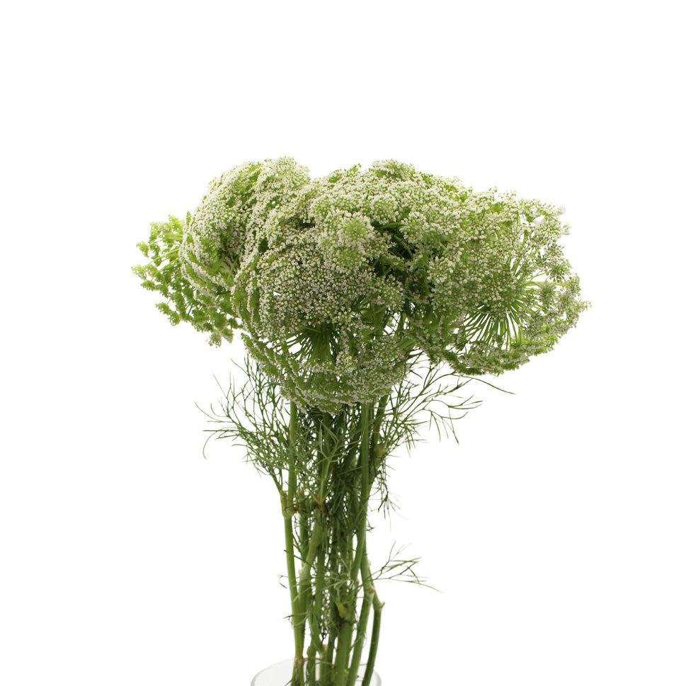 Ammi Maju - Holland