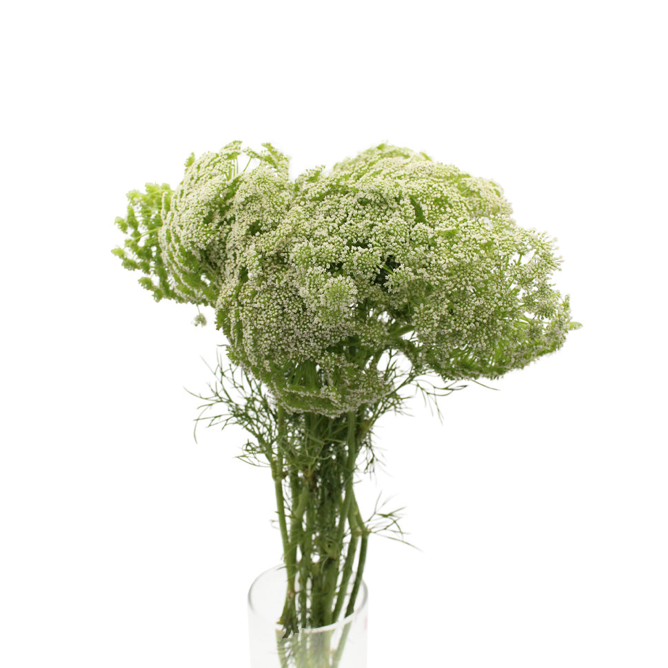 Ammi Maju - Holland