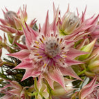 Blushing Brides - South Africa