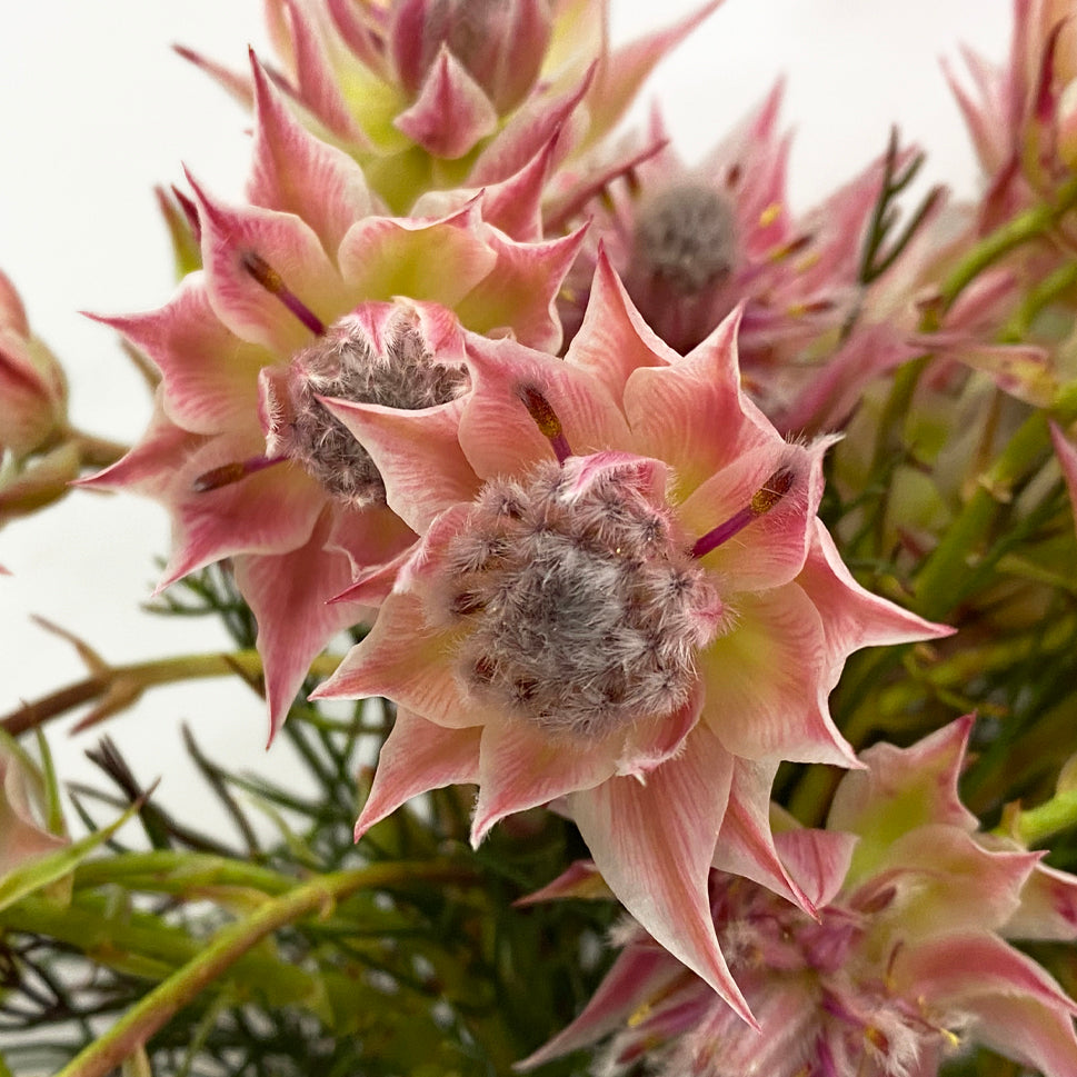 Blushing Brides - South Africa