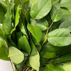 Salal Tips Leaves - Holland