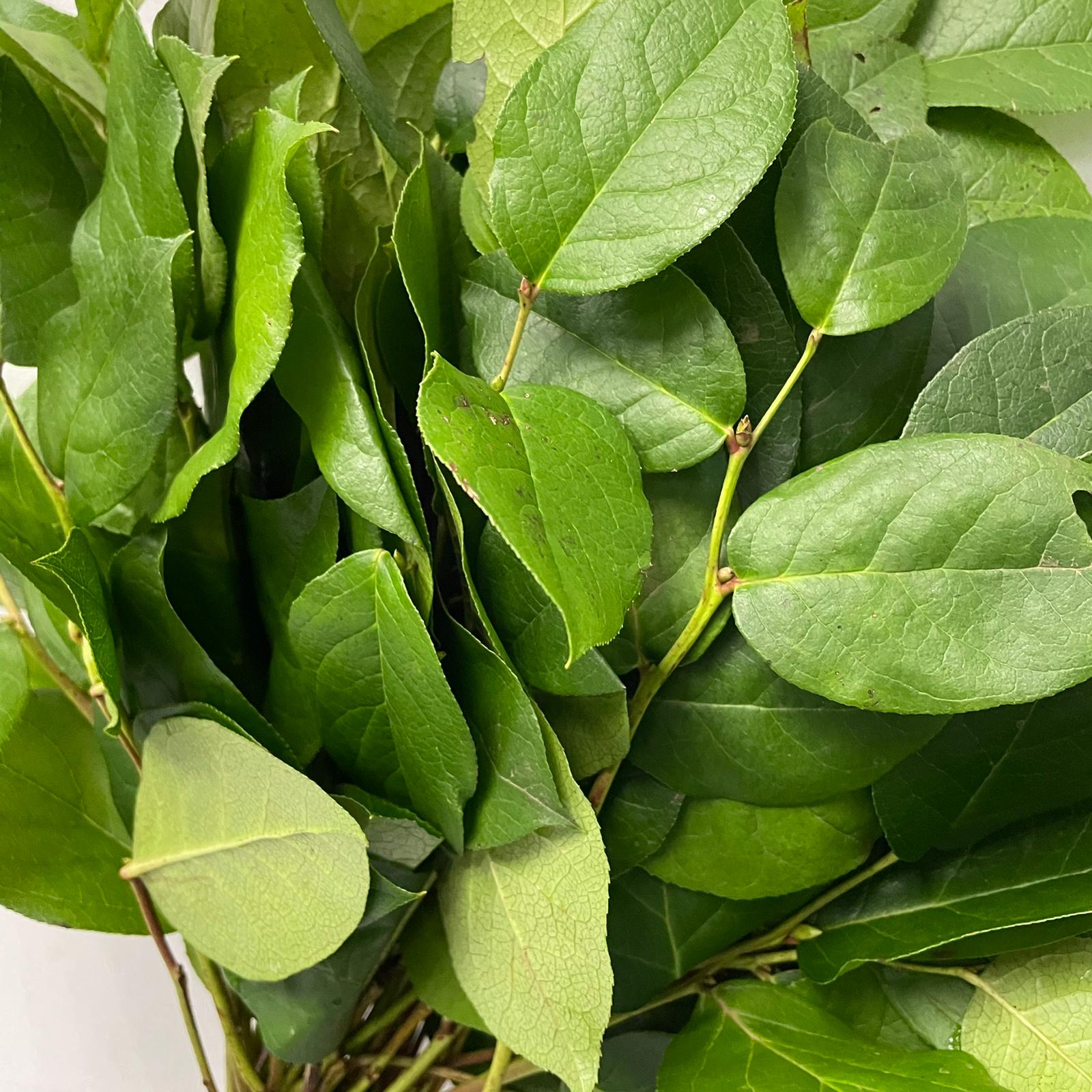 Salal Tips Leaves - Holland