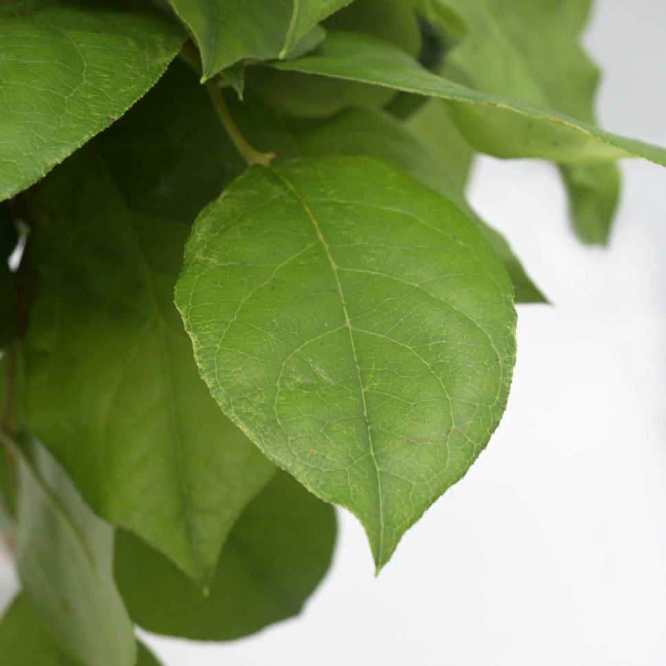 Salal Tips Leaves - Holland