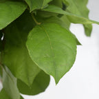 Salal Tips Leaves - Holland