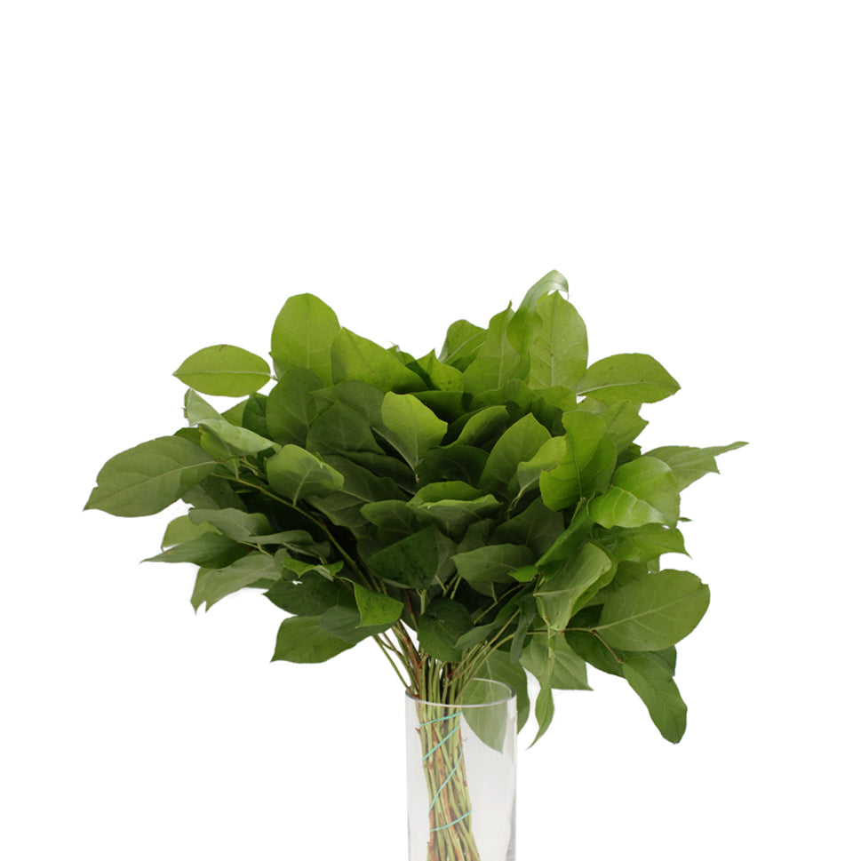 Salal Tips Leaves - Holland