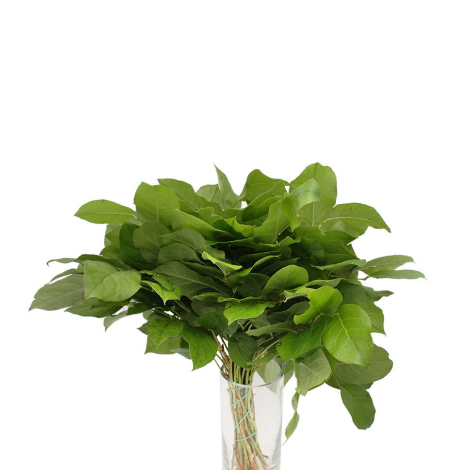 Salal Tips Leaves - Holland