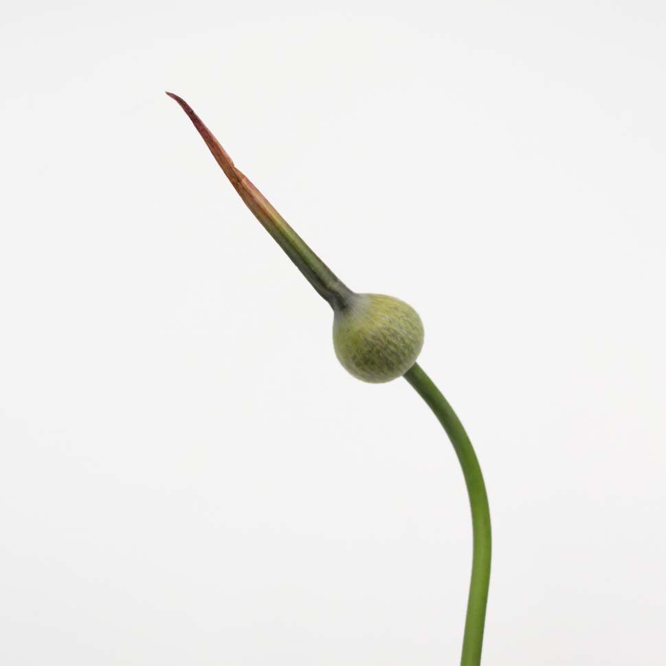Allium Cepa Judith - Holland