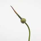 Allium Cepa Judith - Holland