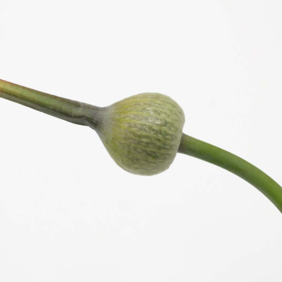Allium Cepa Judith - Holland