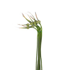 Allium Cepa Judith - Holland