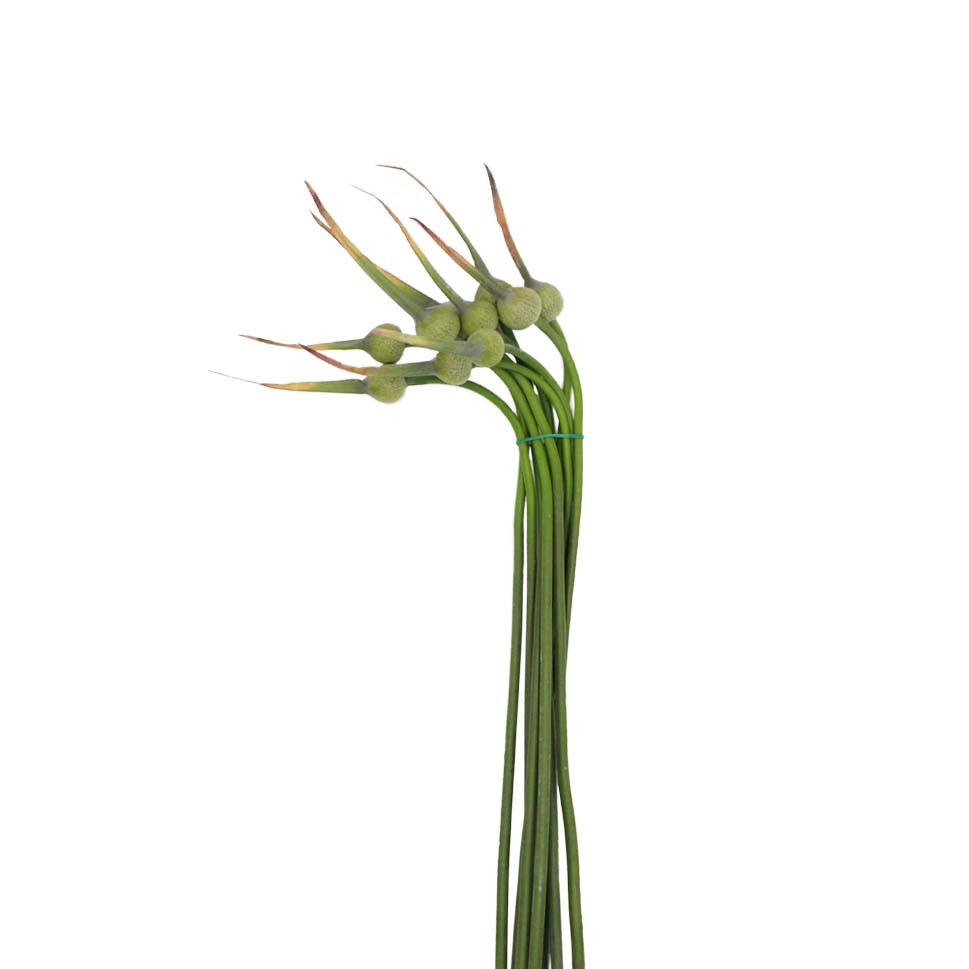 Allium Cepa Judith - Holland