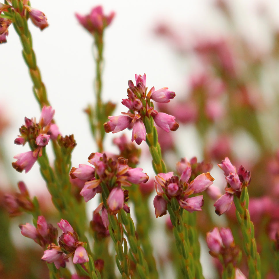 Erica Pink - South Africa