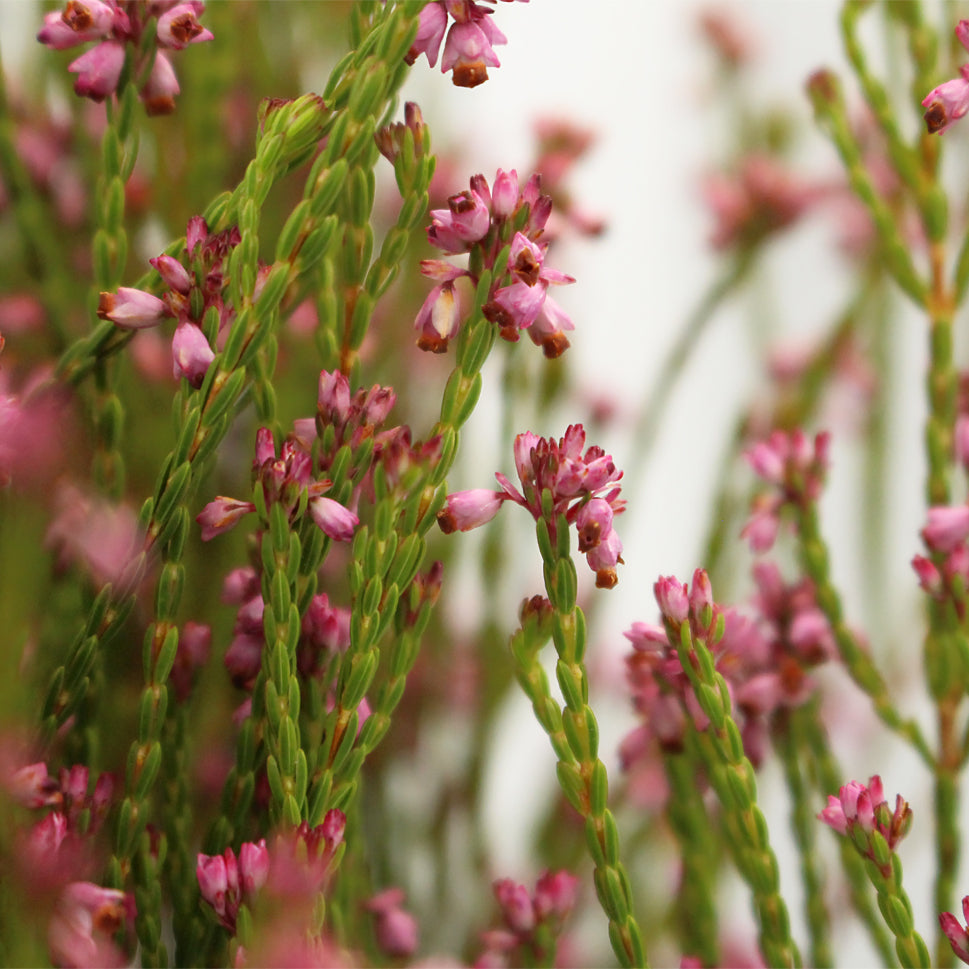 Erica Pink - South Africa