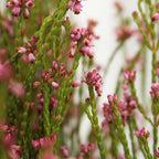 Erica Pink - South Africa